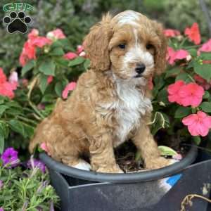 Cooper, Cockapoo Puppy